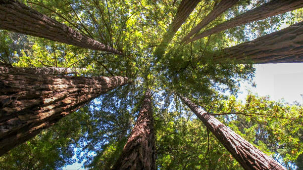 How Our Tree Care Process Works  in Grapeland, TX